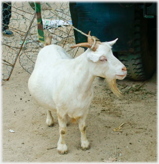 Heavily pregnant goat.