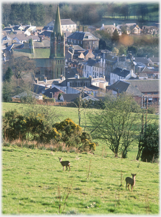 Deer and St Mary's Church.