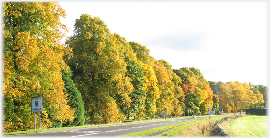 Autumn trees at the north end of Moffat.