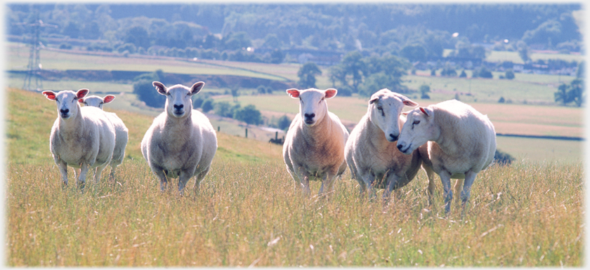 Ewes on Oakrigg.