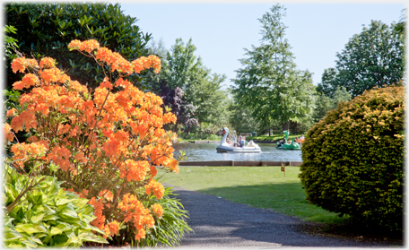 Rhododendrons by pond.