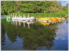 Swans and boats parked by island.