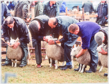 Examining sheeps' mouths.