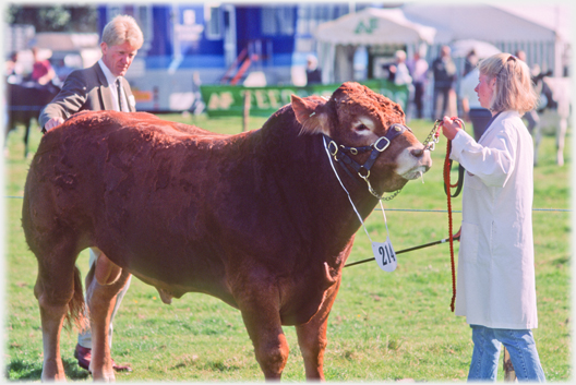 Judging a bull.