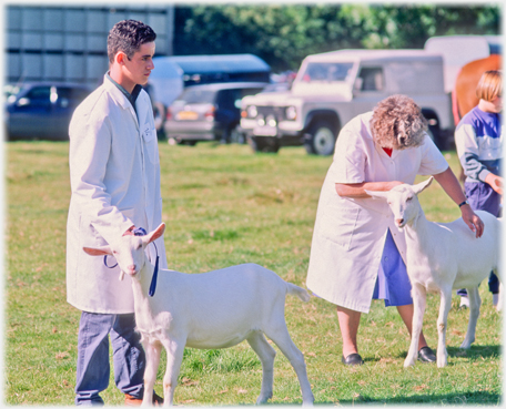 Man, judges and goats.