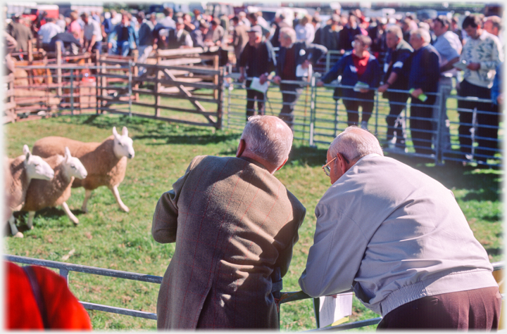 Two men watching sheep.