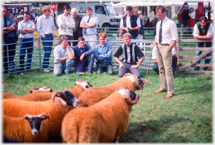 Judging sheep.