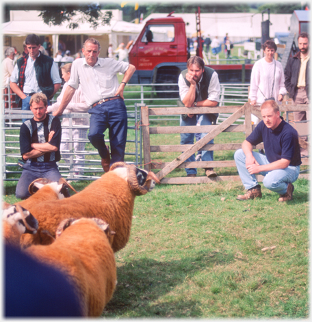 Men assessing sheep.