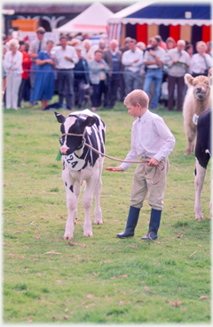 Calf and boy.