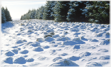 Snow hummocks in Craigieburn Woods