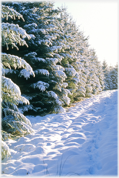 Snow covered Sitka spruce.