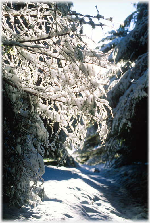 Snow on branches of larch.