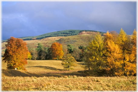 Dumcreif Woods and Craig Fell.