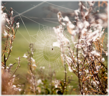 Spiders web.