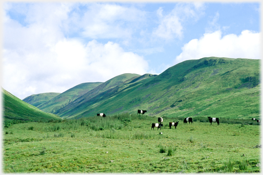 Belted Galloways grazing.