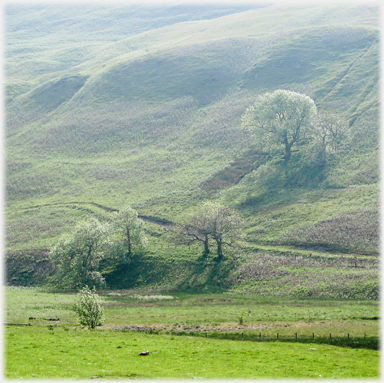 Willows by Bodesbeck.