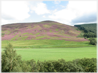 Heather covering White Hill.