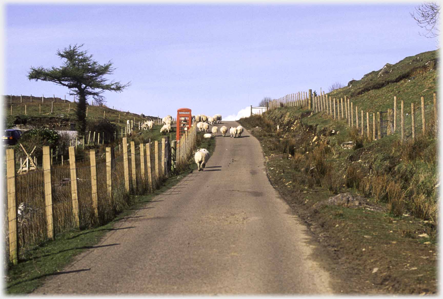 Road with phonebox and sheep passing.