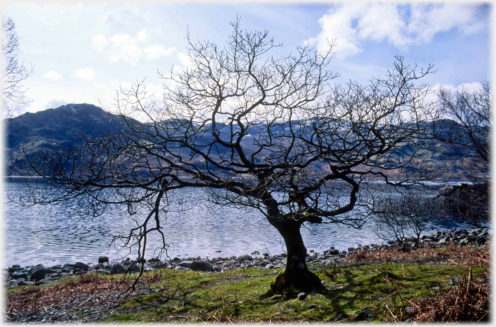 Contorted branches of bare tree with loch beyond.