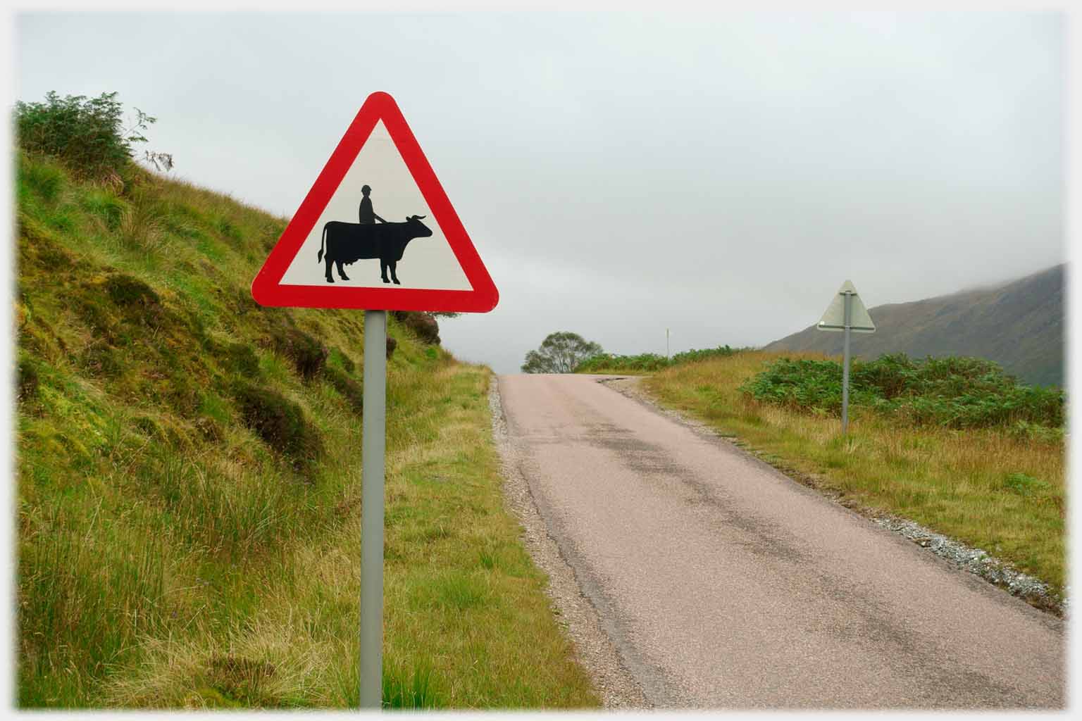 Cattle warning sign with rider and udder painted on it.
