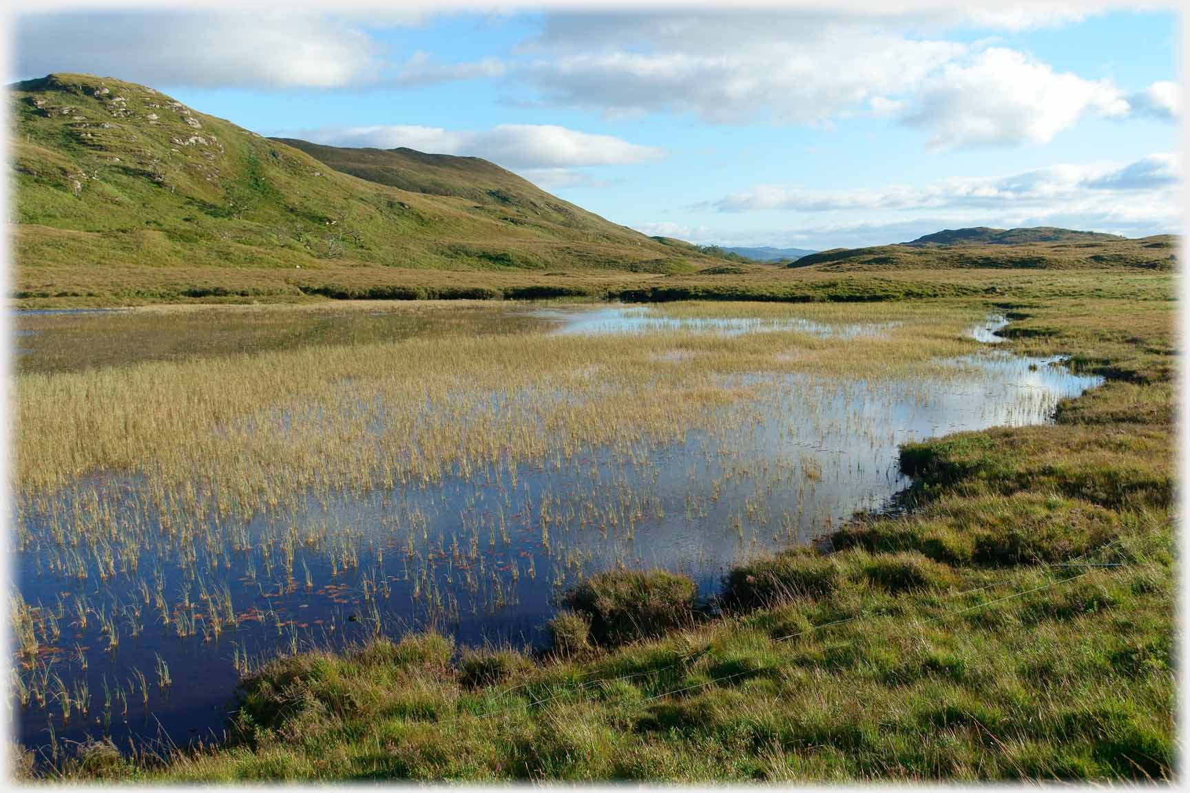 Lochan with reeds.
