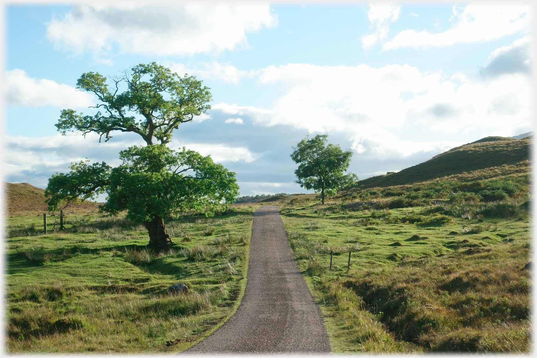 Road running between two trees.