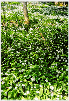 Ground among trees completely covered with garlic.