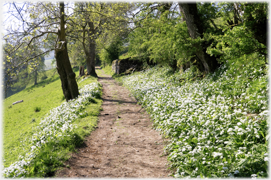 Path with a border of garlic.