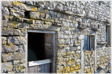 Barn wall with yellow lichens.