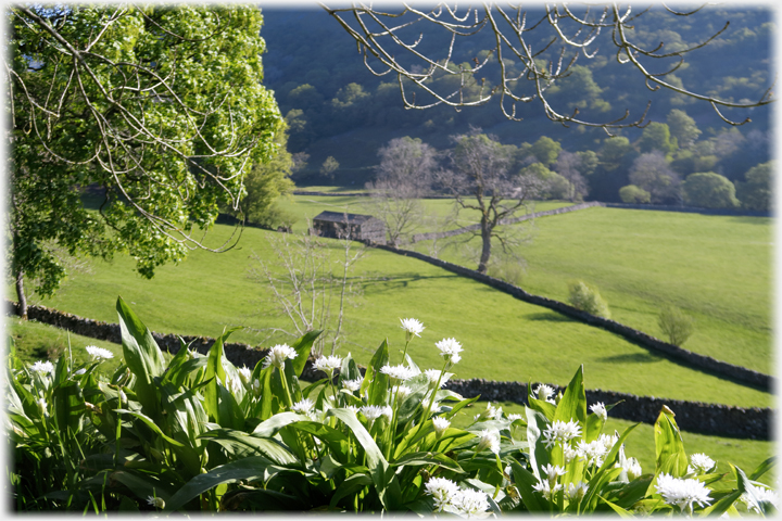 Garlic flowers with fields and barn beyond.