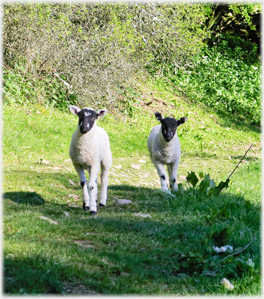 Two lambs walking towards the camera.
