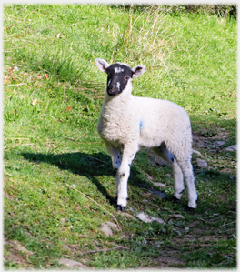 Lamb stopping, unsure.
