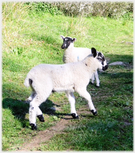 Lamb jumping watched by another.