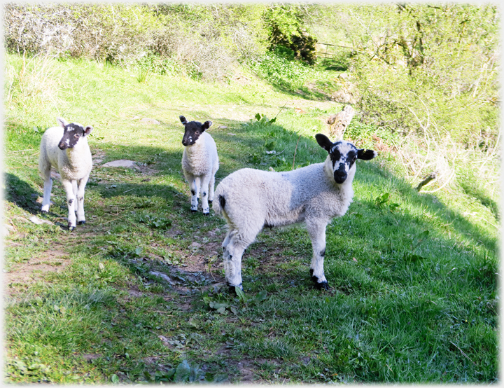 Three lambs looking quizically at the camera.