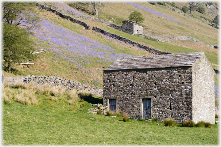 Barn close and barn further away, bluebells on slopes.