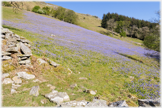 Sloping field of bluebells.