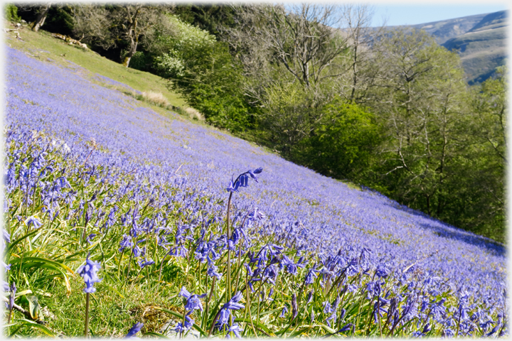 Field of bluebells with one standing in front.