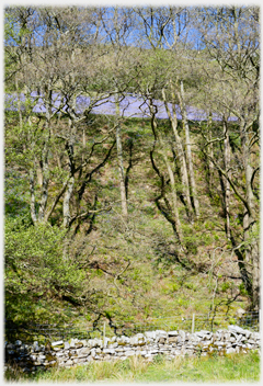 Looking up through trees at the field of bluebells.