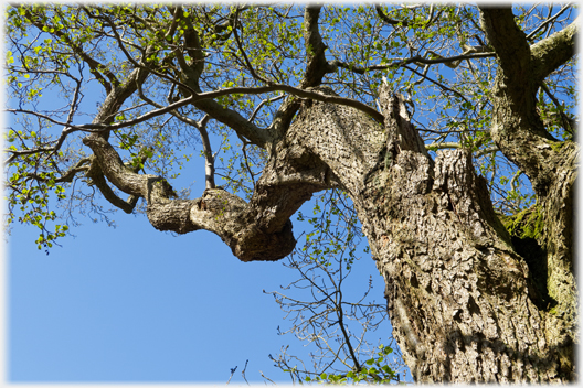 Tightly twisted trunk and branch of tree with deeply incised bark.