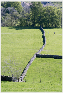 Dyke in T-form with two figues in field.