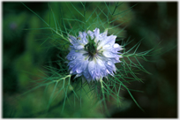 Nigella flower with dew drops on it.