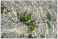 Green weed under the glinting light on the surface of a rock pool.