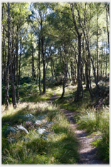 Path through birch woods.
