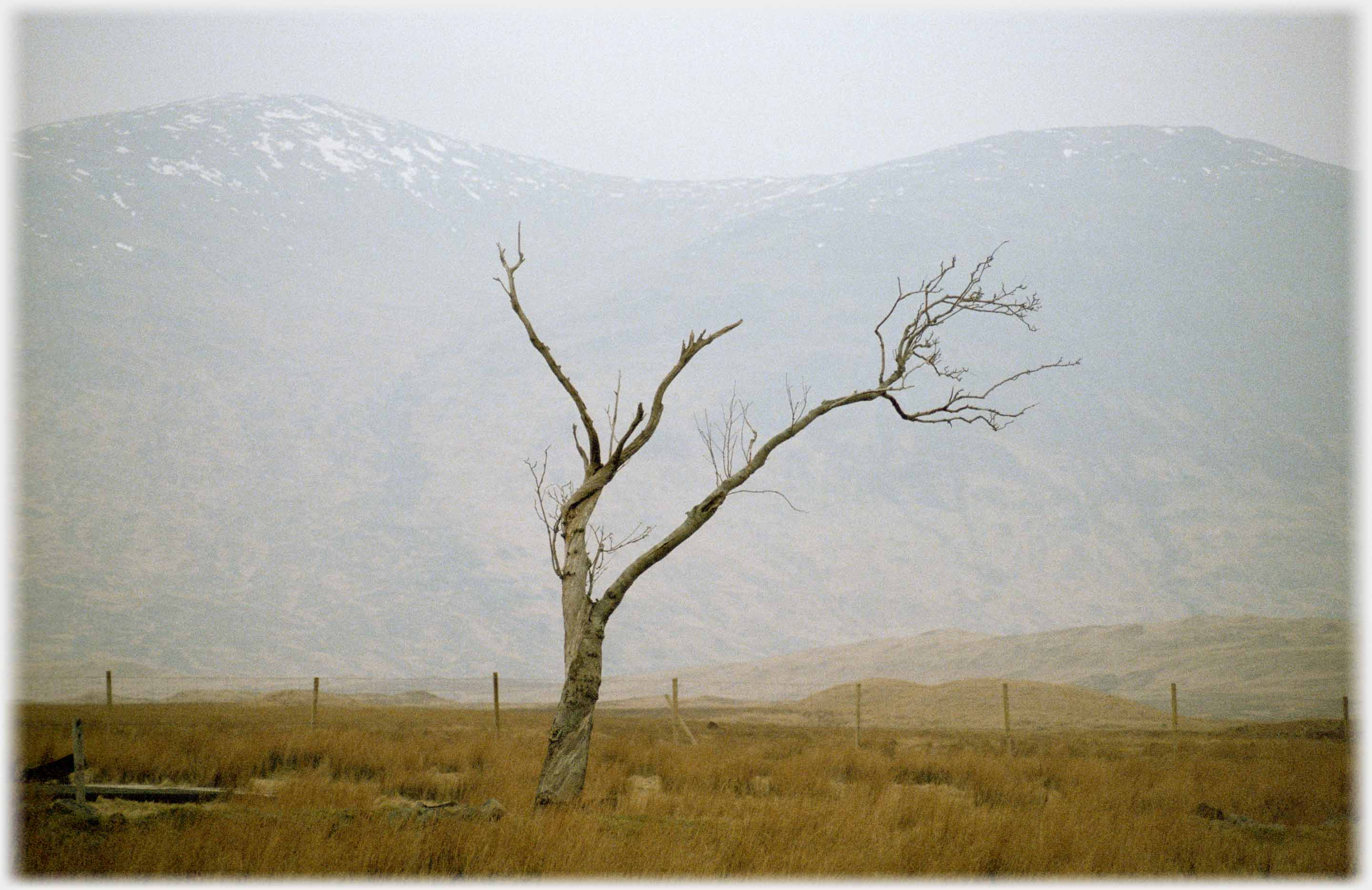 Spindly skeletal tree against mountain.
