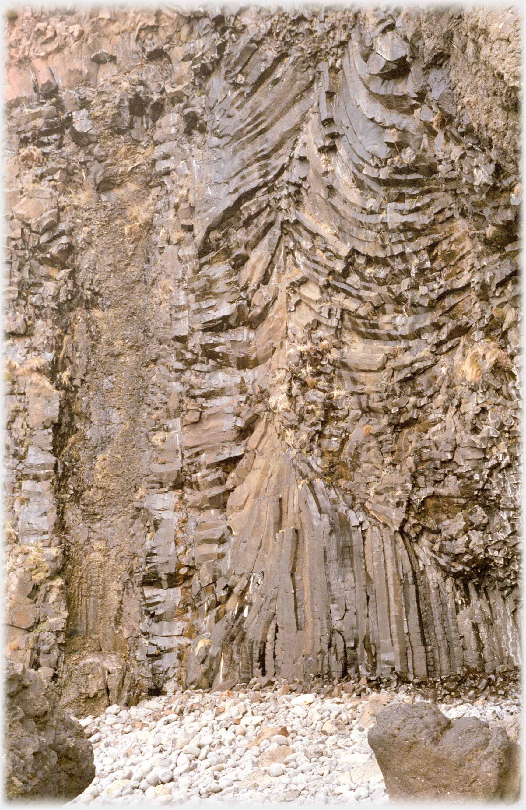 Rock tree formation in cliff face.