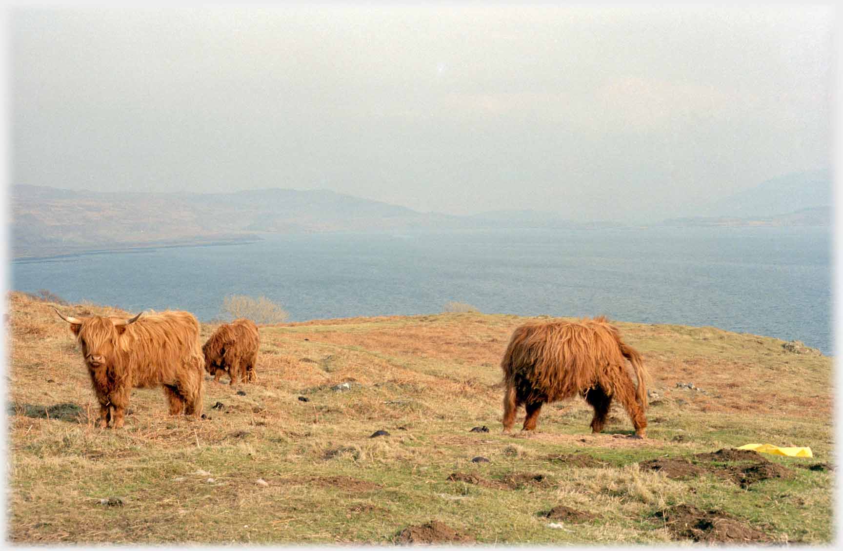 Highland cattle grazing with sea behind.