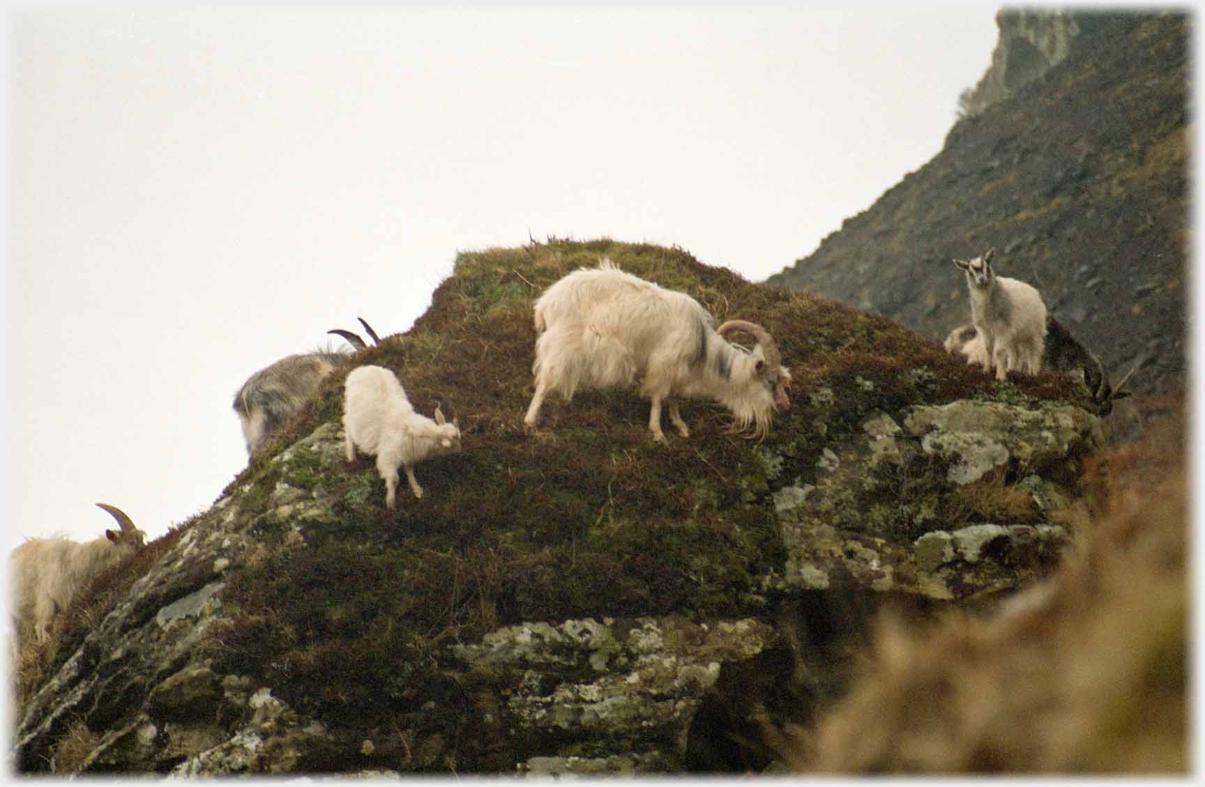 Family of goats on knoll.