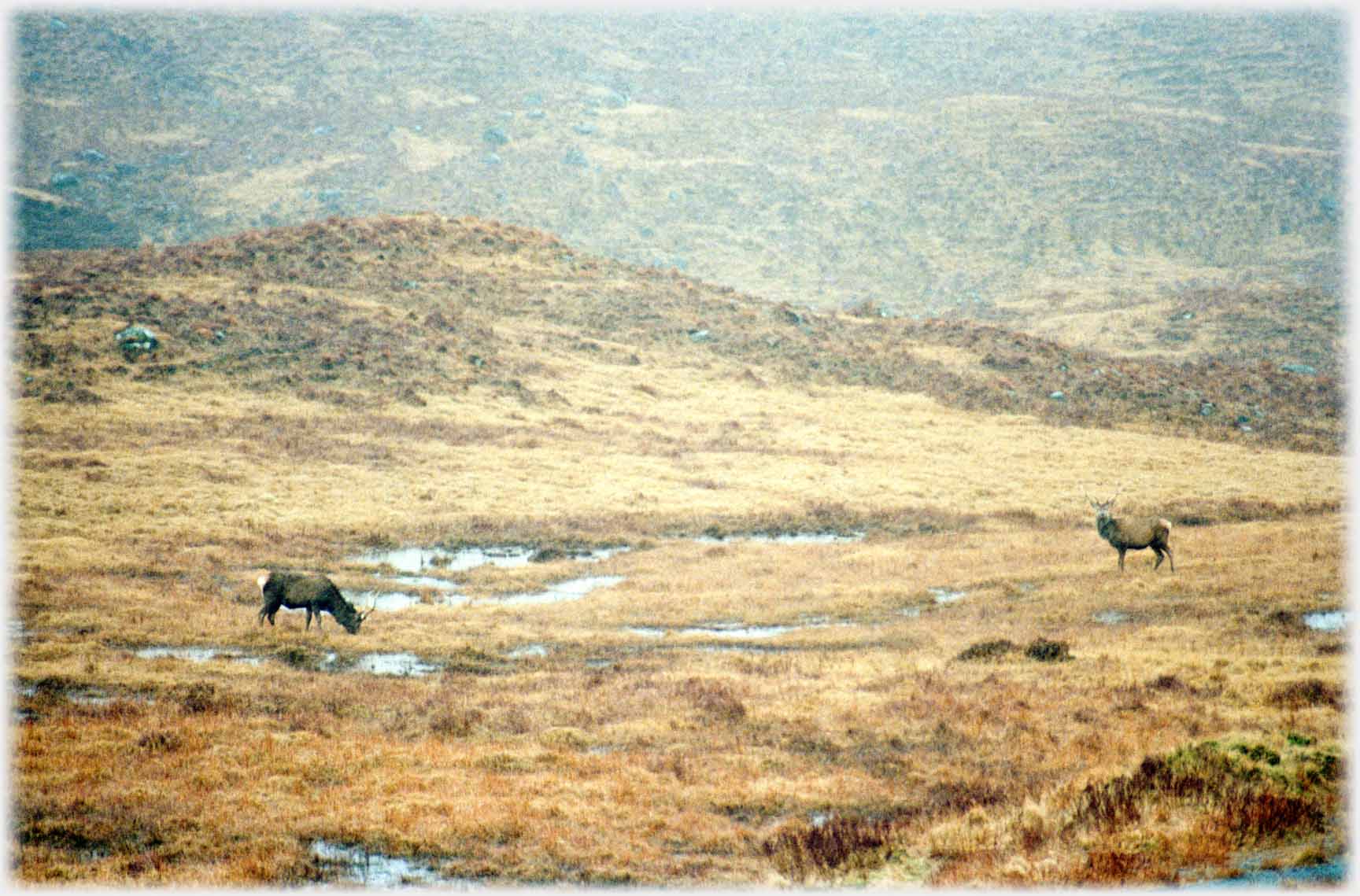 Two deer on moorland.