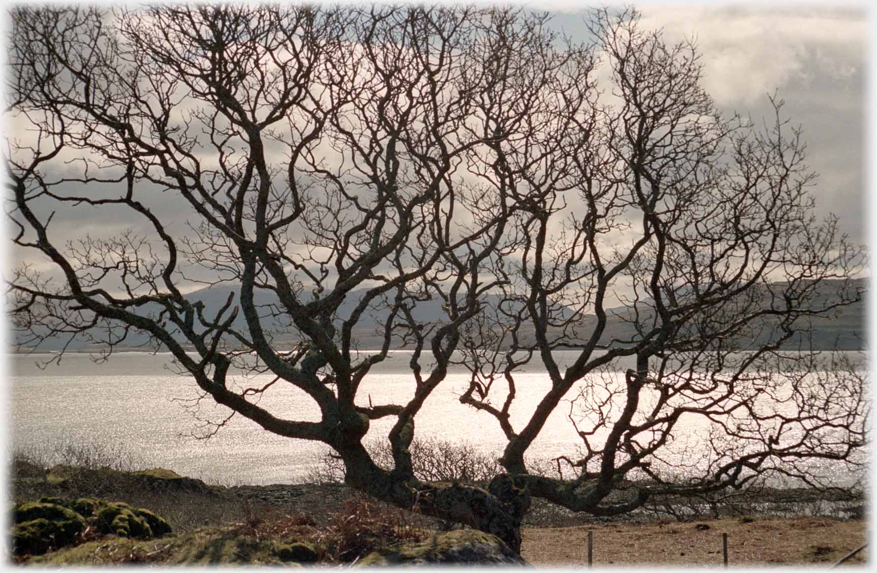 Silhouette of tree with sea and hills beyond.
