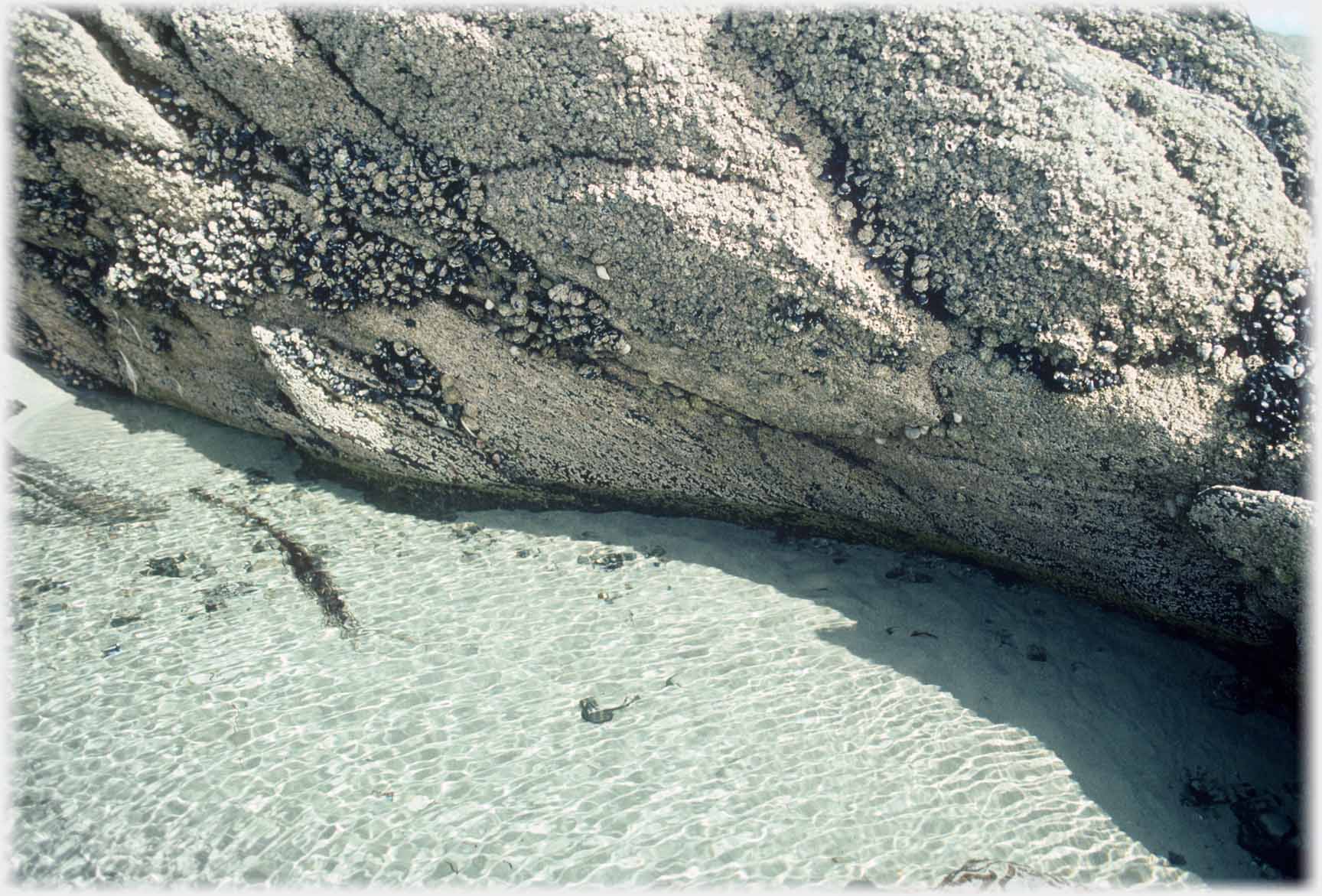 Barnacles covering rock surface just above shimering water.